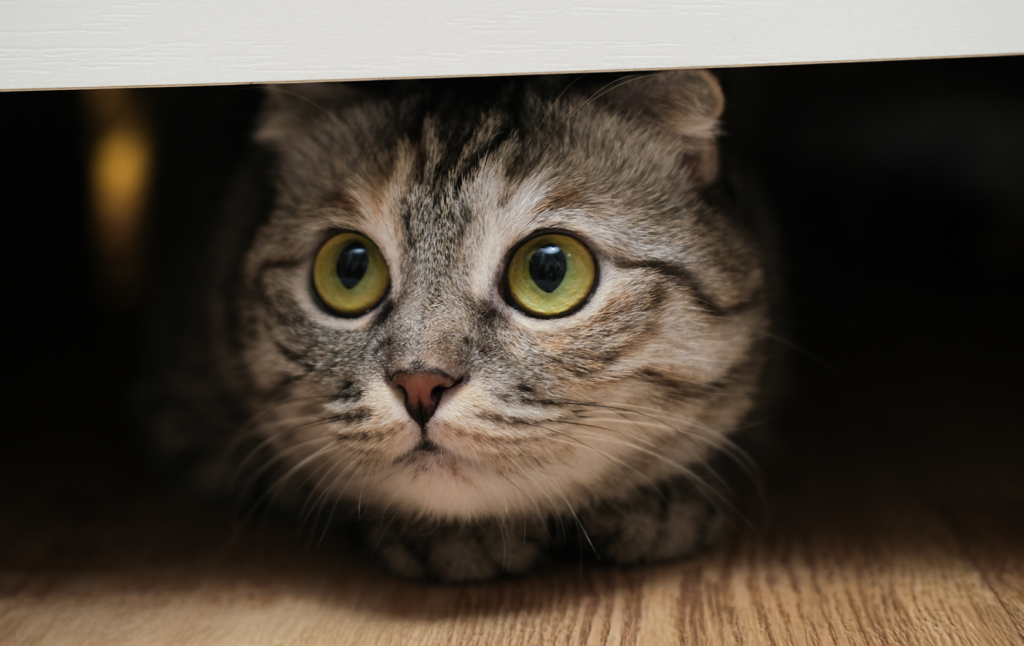 Cat peaking out from under furniture.