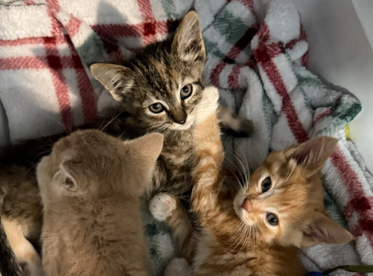 3 kittens laying on a plaid blanket.