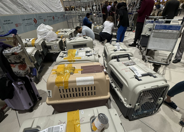 cat carriers waiting for transport in an airport