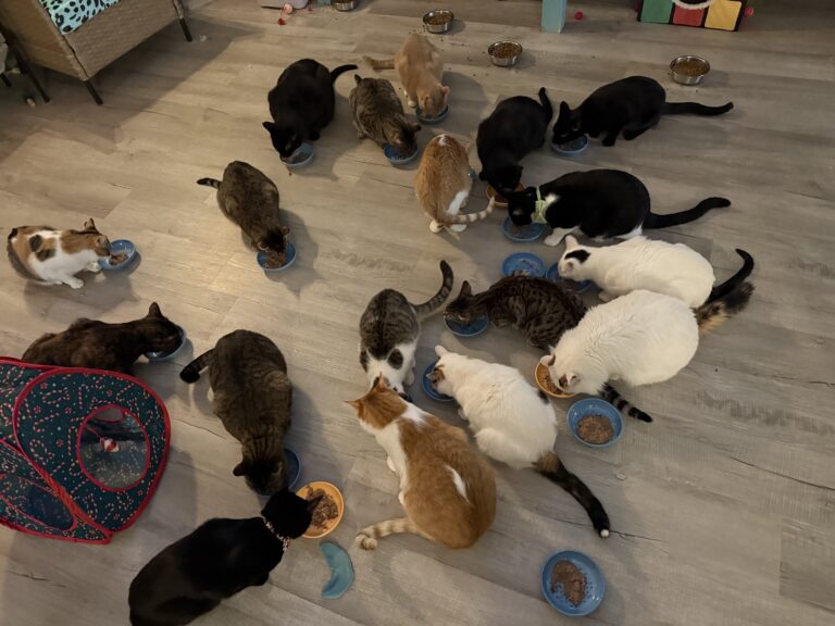 a large group of cats eating food from bowls.